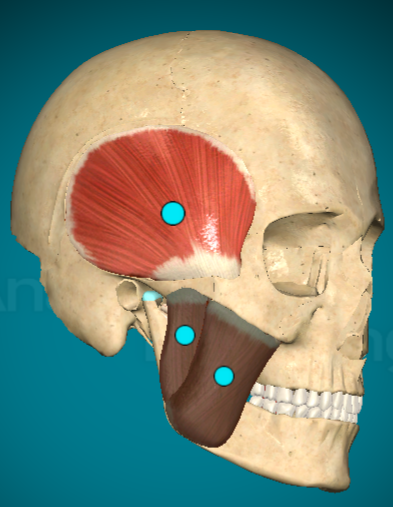 <p>What muscle is this and what does it do?</p>