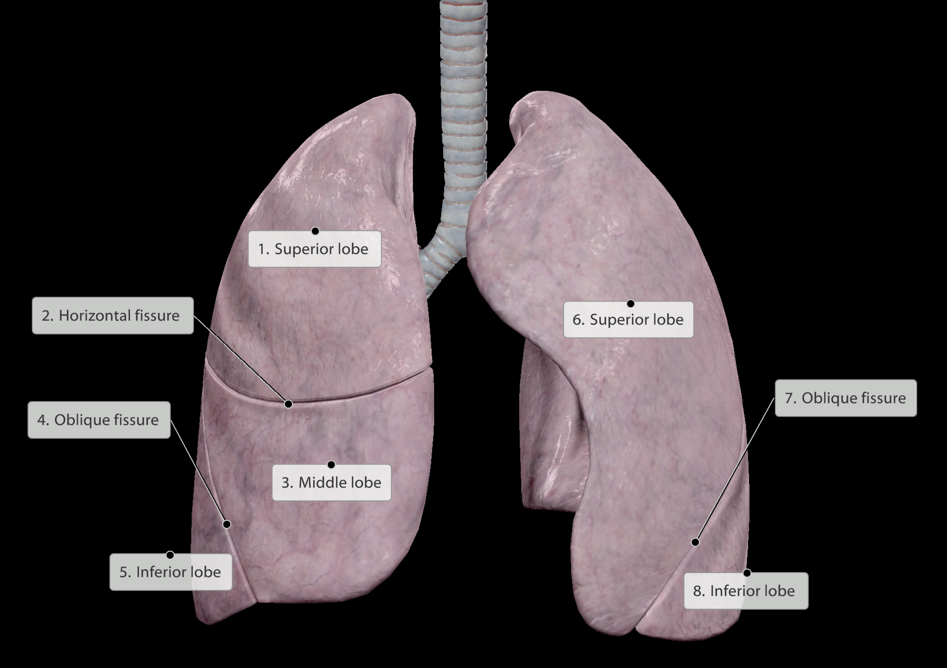 <p>Left lung is smaller to compensate space for the heart.</p><p>Lungs are subdivided into smaller lobes to limit the spread of infection.</p><ul><li><p>Clefts/cuts/division lines of lobes called <strong><em><mark data-color="blue" style="background-color: blue; color: inherit;">fissures</mark></em></strong></p></li></ul><p><strong><u>Right lung</u></strong>:</p><p>3 lobes. Fissures conjoin on the lateral aspect of the right lung</p><p><strong><u>Left lung</u></strong>:</p><p>2 lobes</p><p></p><p>Listening for individual lobes on a stethoscope:</p><img src="https://knowt-user-attachments.s3.amazonaws.com/274745f2-3253-481e-a6b0-b68e93c4c840.png" data-width="75%" data-align="center"><p></p>