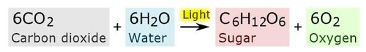 <p>6CO2 + 6H2O ------&gt; C6H12O6 + 6O2</p>