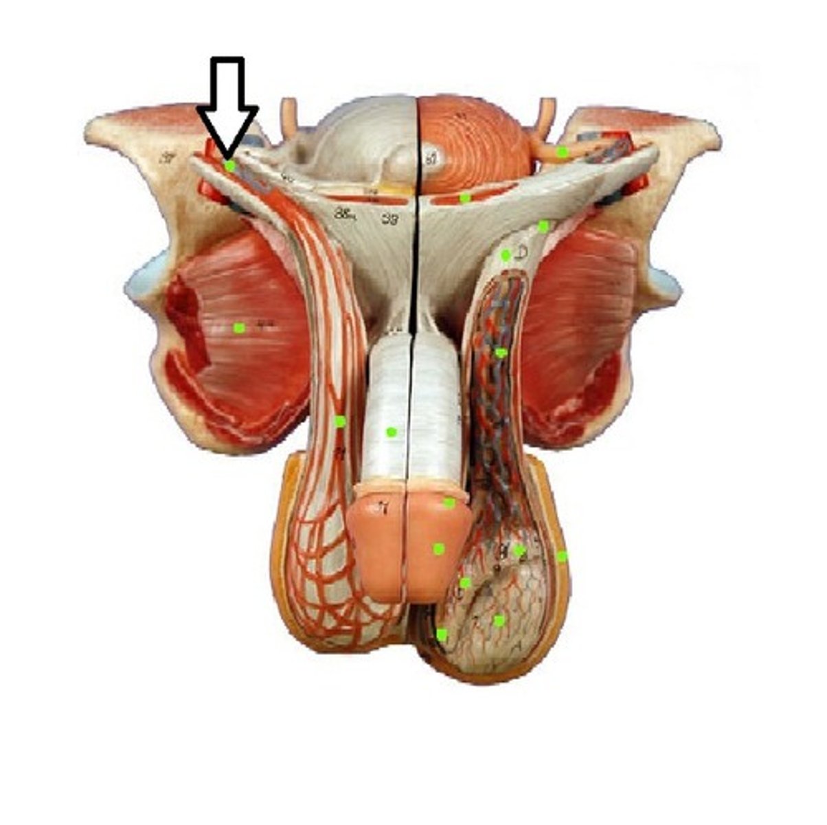 <p>Fx: allows passage of spermatic cord from abdomen into scrotum</p>