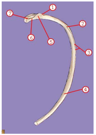 <p>Name structure 3</p>