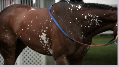 <p>What kind of appaloosa is this?</p>