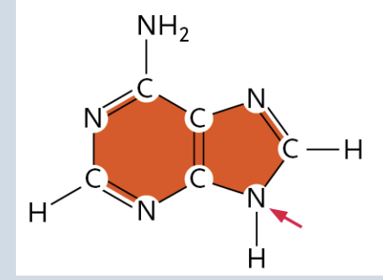 <p>(It is a Purine)</p>