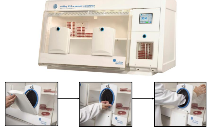 <ul><li><p>Provides an oxygen-free environment for cultivating anaerobic bacteria</p></li><li><p>Equipped with gas controls for nitrogen, hydrogen, and carbon dioxide levels</p></li><li><p>Includes temperature regulation to optimize bacterial growth conditions</p></li><li><p>Prevents oxygen exposure during incubation to maintain anaerobic conditions</p></li></ul><p></p>