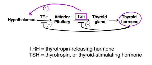 <p>Hypothalamic-Pituitary-Thyroid (HPT) axis</p>