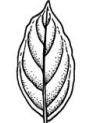 <p>Leaf Venation?</p>