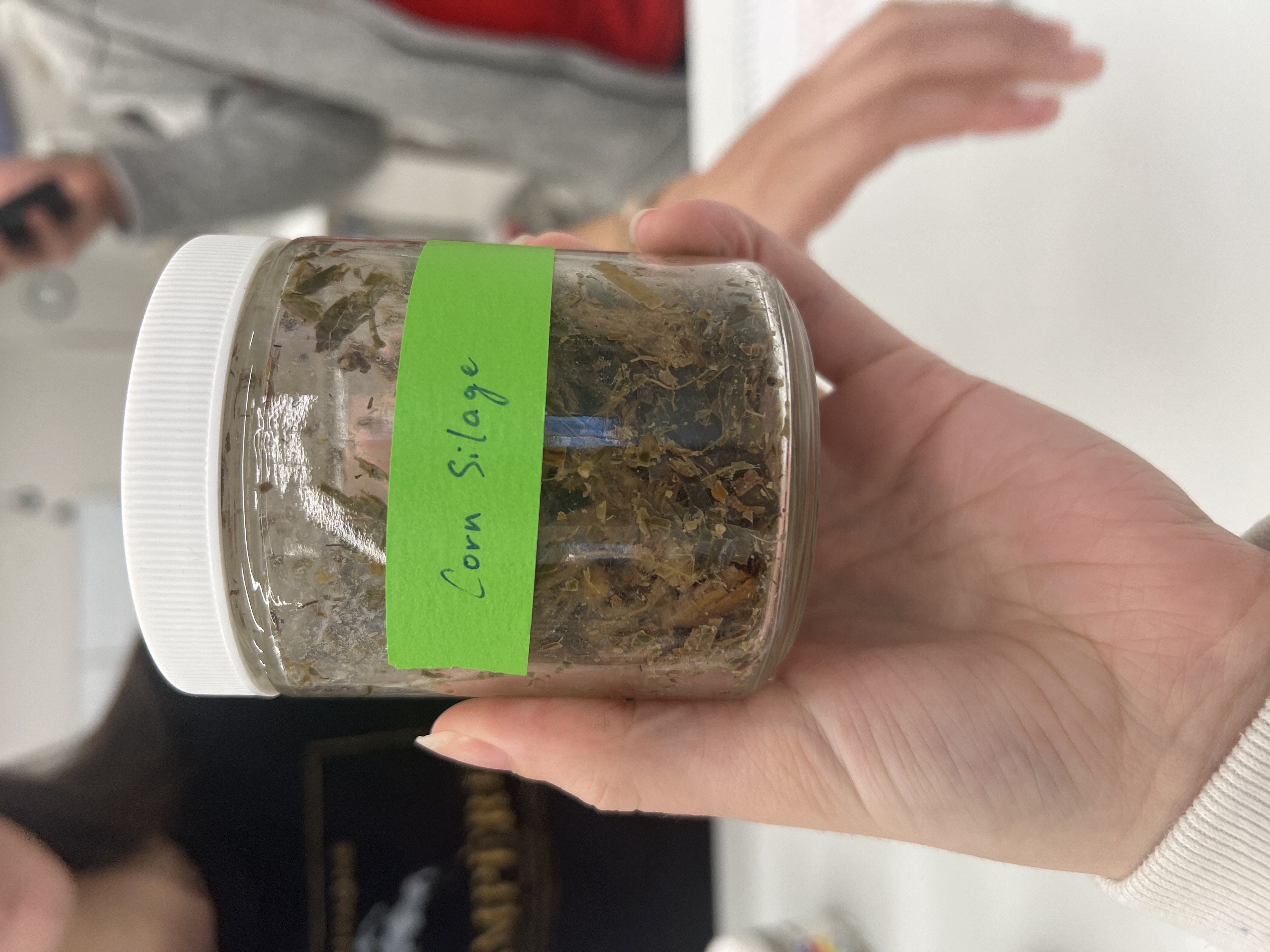 <ul><li><p>IFN # and category: 3 ensiled roughages</p></li><li><p>AAFCO category: roughage product</p></li><li><p>appearance: Smells very sour and gross, looks like pieces of plant chopped up and wet, has pieces of corn</p></li></ul><p></p>