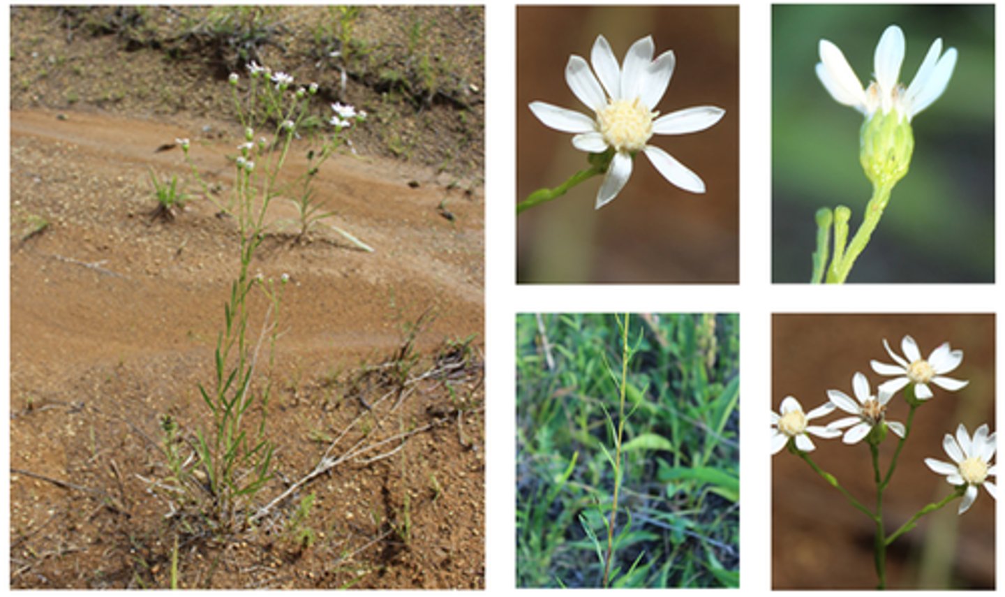 <p>-very rare in NC<br>-corymb type ray flower<br>-light, creamy white<br>-leaves are very narrow<br>-radiate head</p>