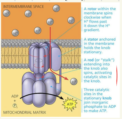 <ol><li><p>H+ can passivly move through the enzyme ATP synthase due to high concentration of H+ in the intermembrane space</p></li><li><p>Flow of H+ causes rotation of the “rotor” subunit of ATP synthase</p></li><li><p>Turning of the rotor leads to conformation changes in the knob subunit, providing energy needed to add a phosphate group to ADP to make ATP</p></li></ol><p></p>