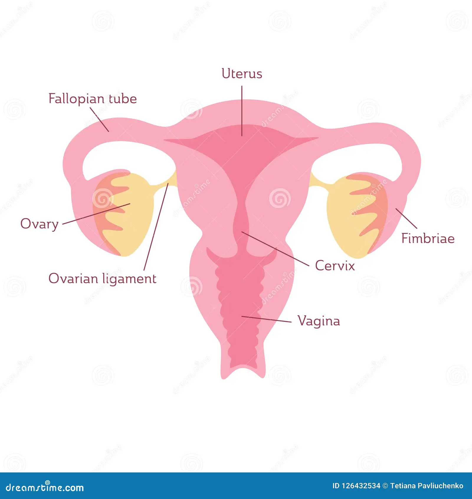 <p>Name the specific region of the <span>reproductive system</span> highlighted in blue</p><p>below (also indicated by the arrow). </p>