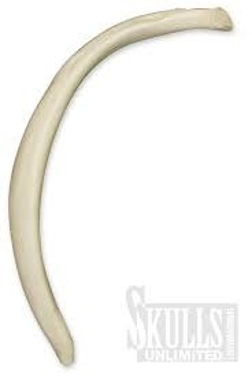 <p>thin, flattened, and usually curved; examples are some bones of the skull and the ribs; can be easily confused with long bones</p>
