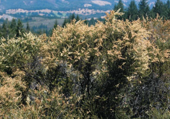 <ul><li><p>hot, dry summers </p></li><li><p>cool, wet winters</p></li><li><p>shrubs and dwarf trees dominate</p></li><li><p>soils are deficient in nutrients</p></li><li><p>plants are adapted for fire and low nutrients</p></li><li><p>moderate NPP</p></li></ul><p></p>