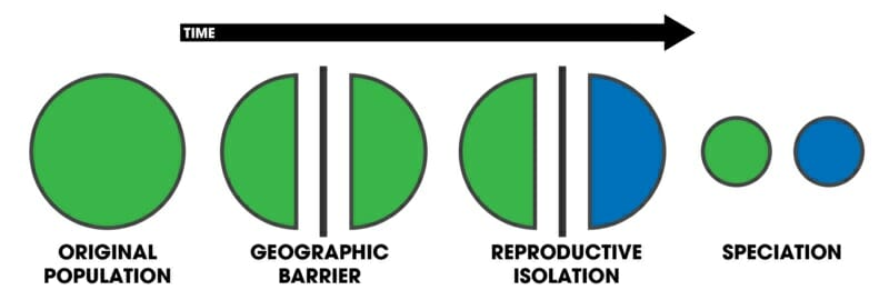 <p>New species formed from geographically isolated populations; some barrier prevents gene flow between populations</p>