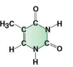 <p>which base ??? ಠಿ_ಠ (plus type)</p>