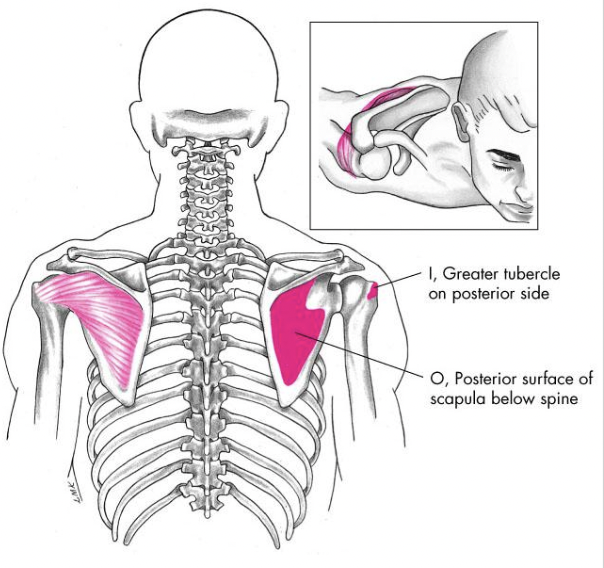 posterior rotator cuff muscle


1.  

actions: external rotation 
