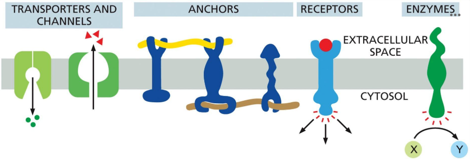 <p>What are the group of proteins in the figure below collectively known as?</p>