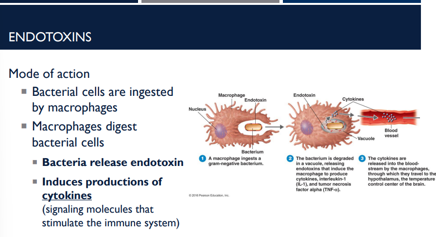 <p>What is the mode of action for endotoxins?</p>