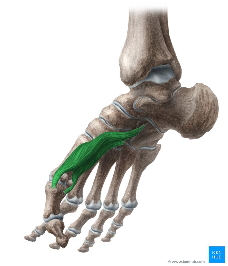 <p>Both sides of the base of the proximal phalanx of the 1st digit</p>