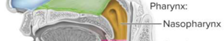 <p>Nasopharynx</p>