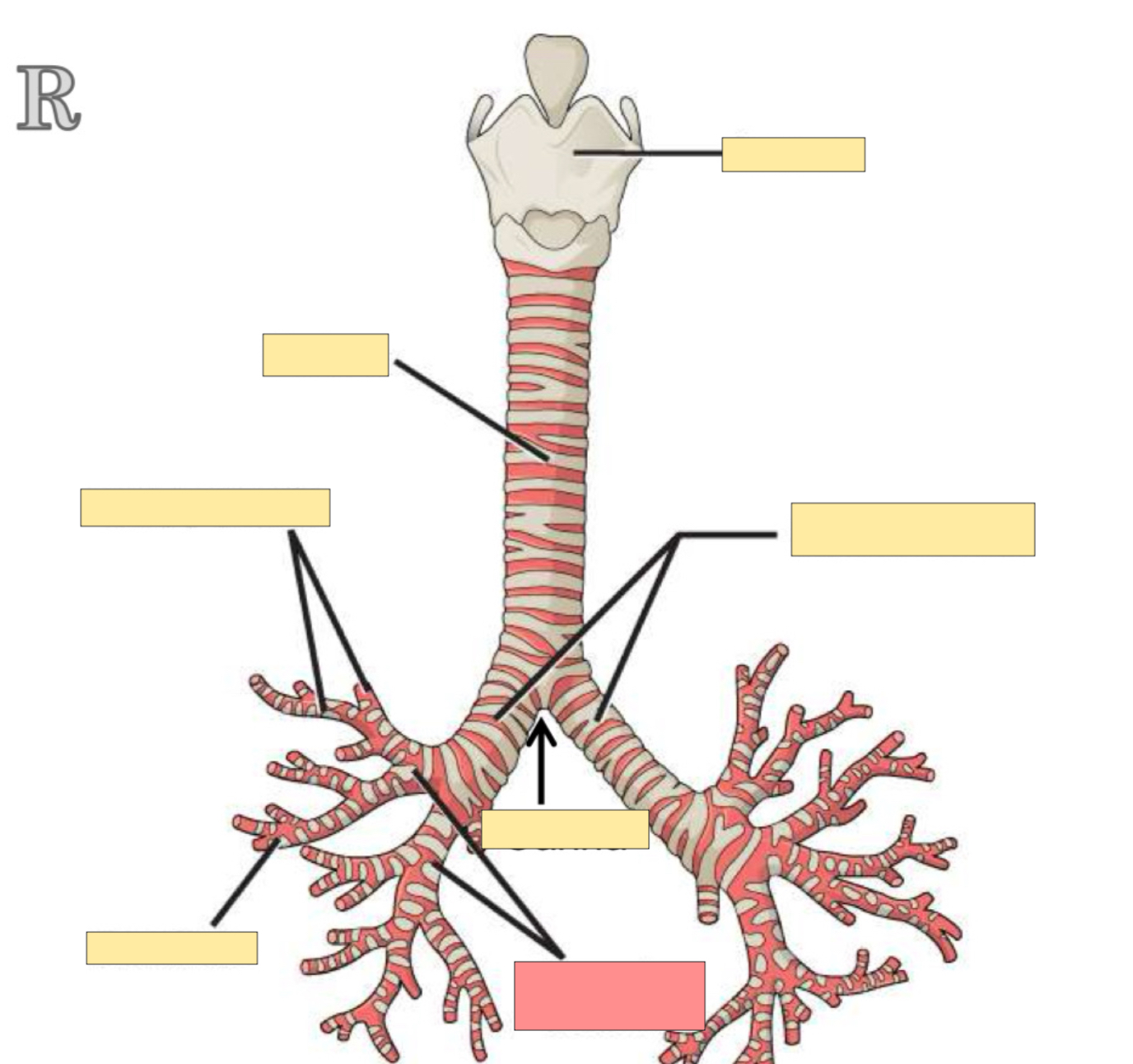 <p>What body part is this? </p>