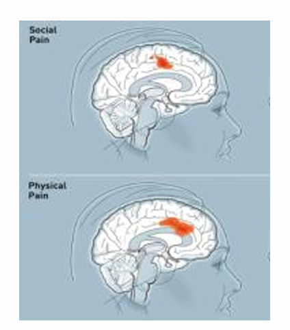<p>similar but not exactly the same</p><p>negative social experiences rely on the same neural system supporting the affective component of physical pain (dorsal cingulate cortex dACC and anterior insula AI)</p><p>dACC is associated with the degree of distress / pain; the AI is assoicated with emotional processing</p>