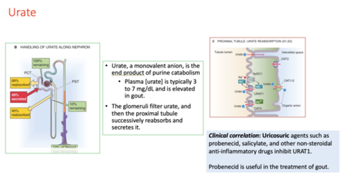 <p>URAT1</p>