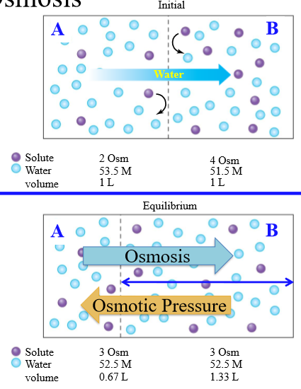 <p>1. Partition between components is permeable to water only. Water moves from high to low concentration</p><p>2. Diffusional equilibrium occurs, equalizing solute concentration</p><p></p>