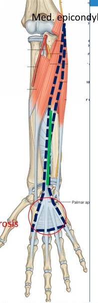 <p>Name this muscle</p>