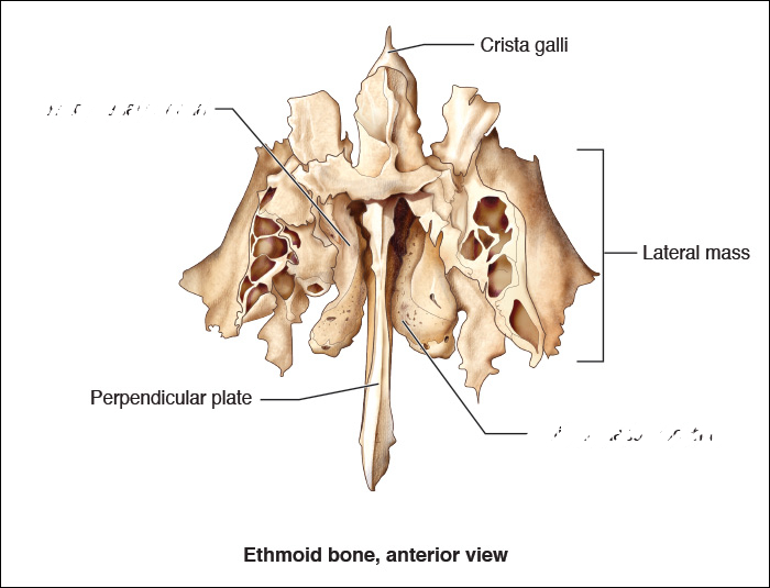 <ul><li><p>part of the ethmoid bone</p></li></ul><ul><li><p>this is the posterior bone</p></li></ul><p></p>