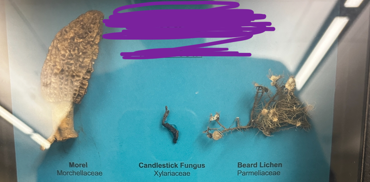 <p>Identify (Domain, Kingdom, Clade)</p>