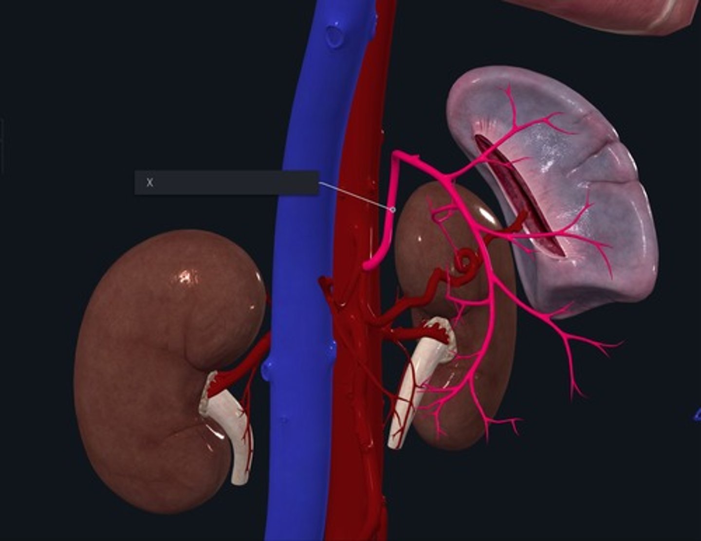 <p>Name the Vessel highlighted pink and marked with the X/esophalgeal end of the lesser curvature of the stomach</p>