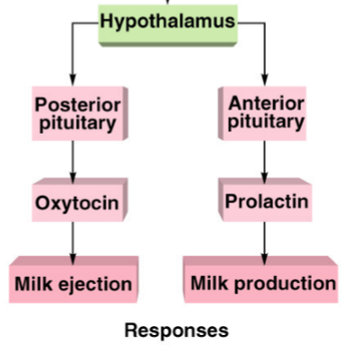 <p><em>(Anterior = 1st = 1st reflex</em></p><p><em>Post = behind = 2nd reflex)</em></p>
