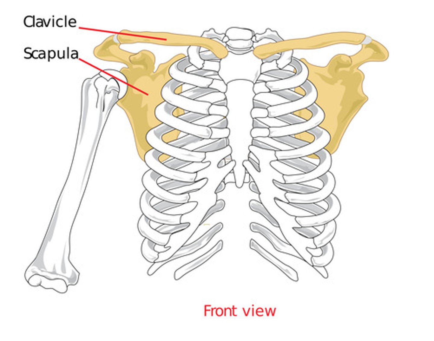 <p>bony structure that connects the arm to the torso</p><p>- made up of the clavicle (collarbone) and scapula (shoulder blade)</p>