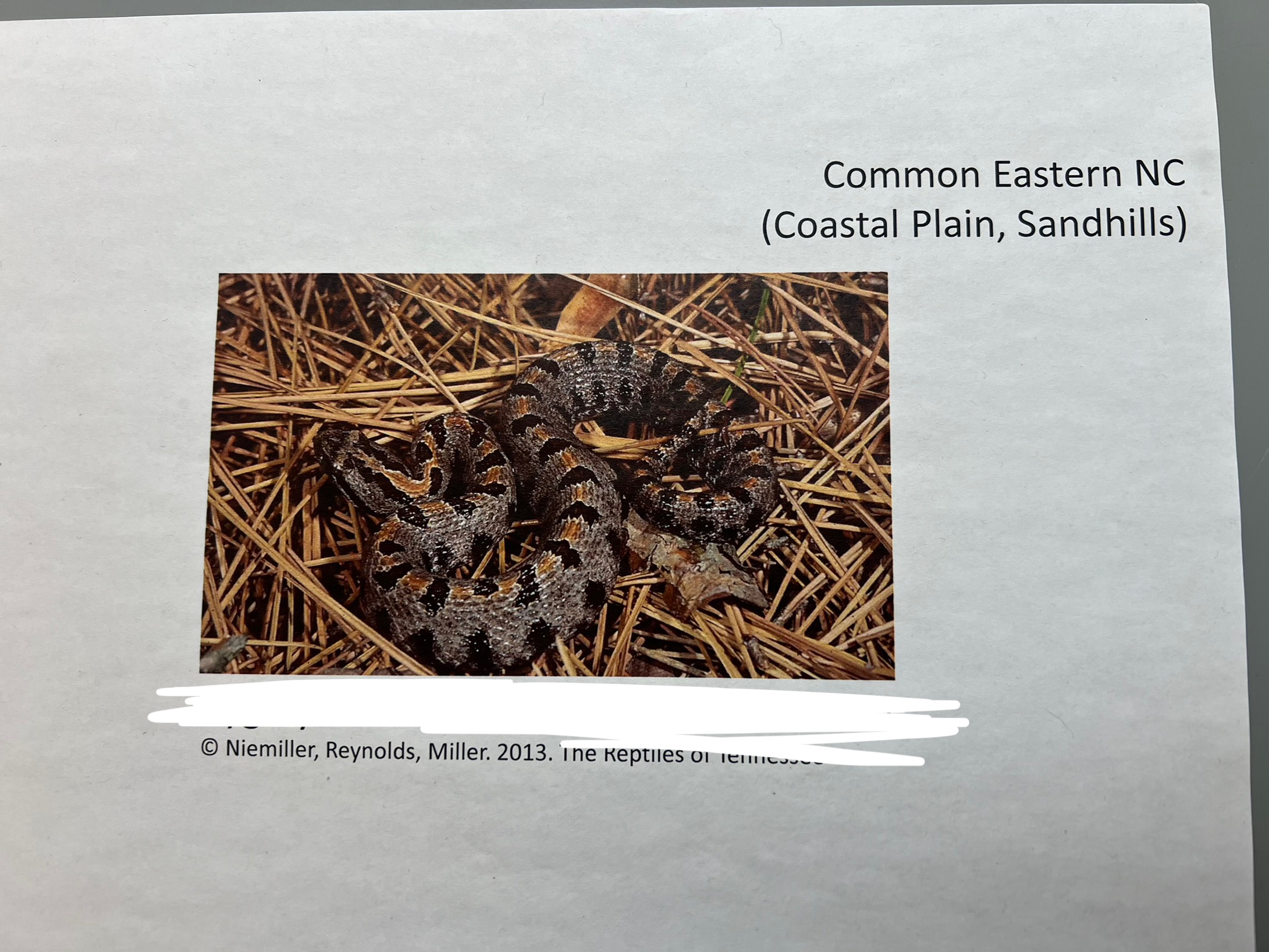 <p>What are the common and scientific names of this animal?</p>