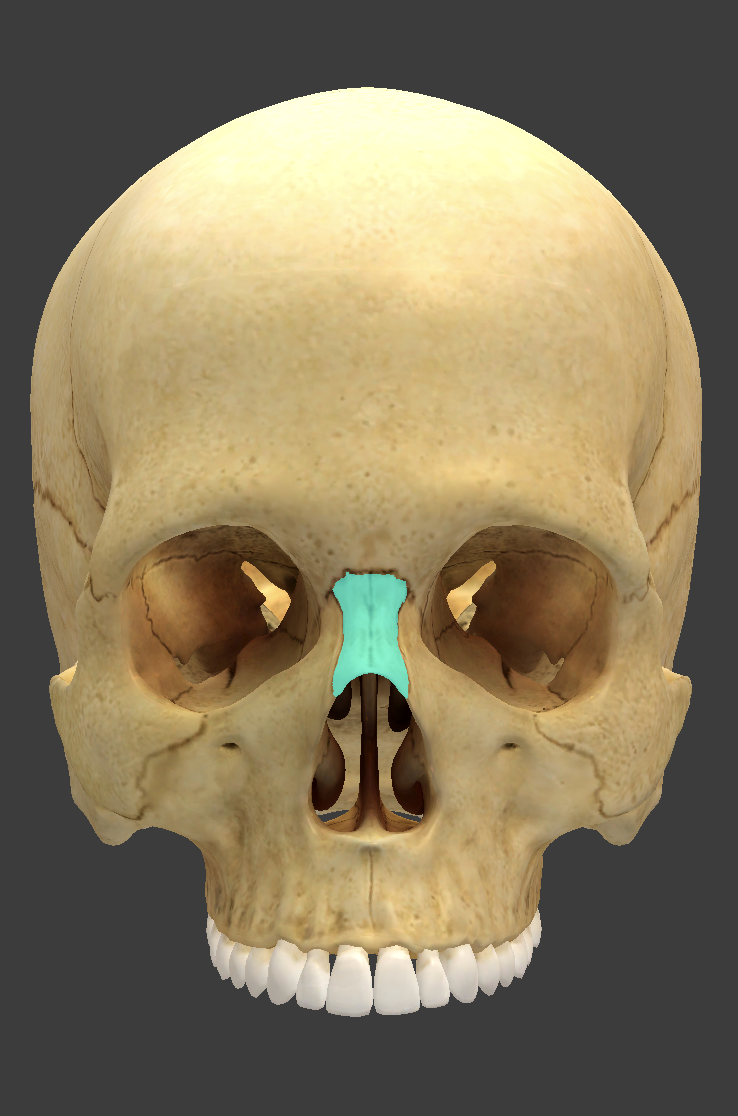 <p>What is this facial bone?</p>