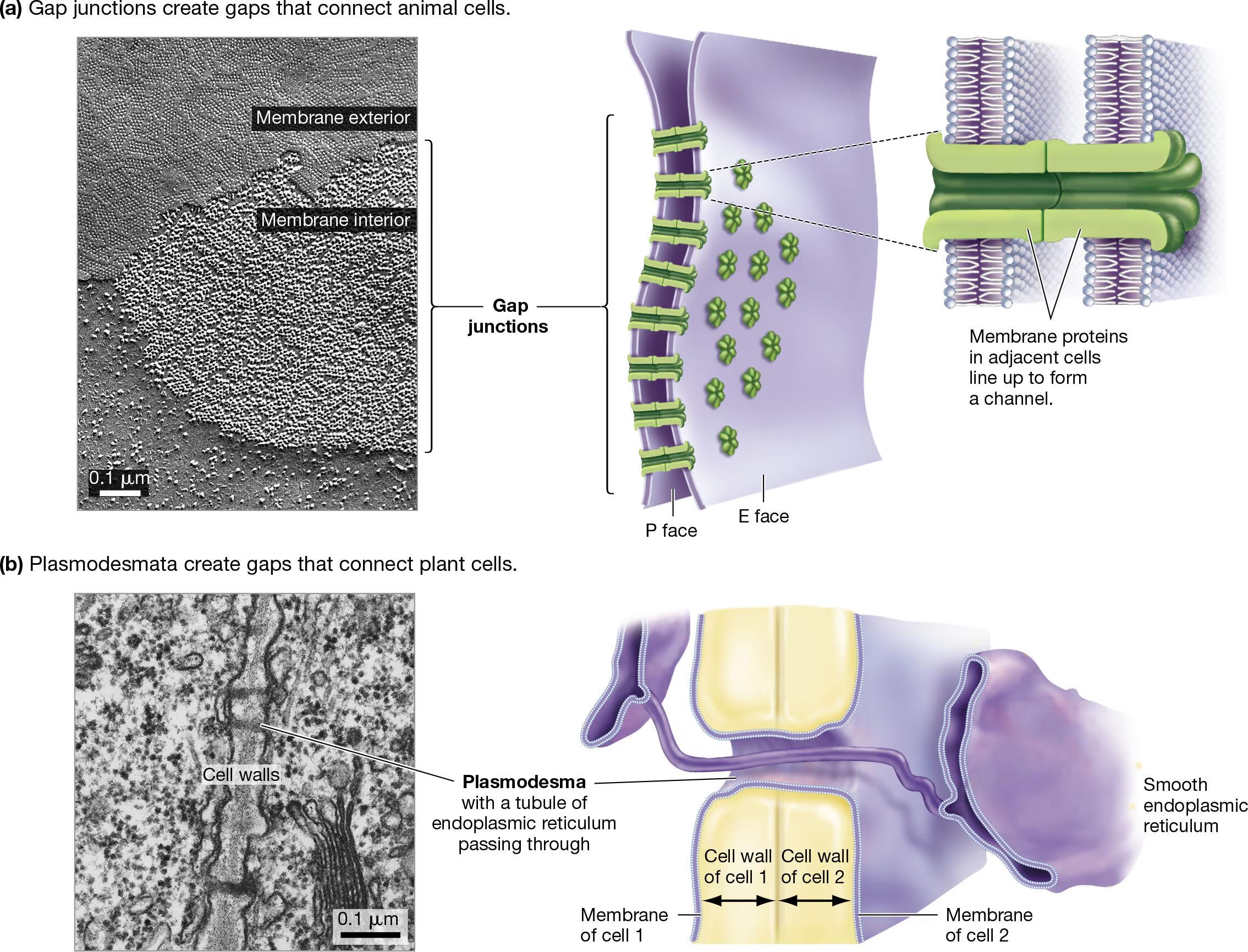 <ul><li><p>Gap in cell walls</p></li><li><p>No proteins involved</p></li><li><p>Continuous plasma membrane and cytoplasm</p></li></ul><p></p>