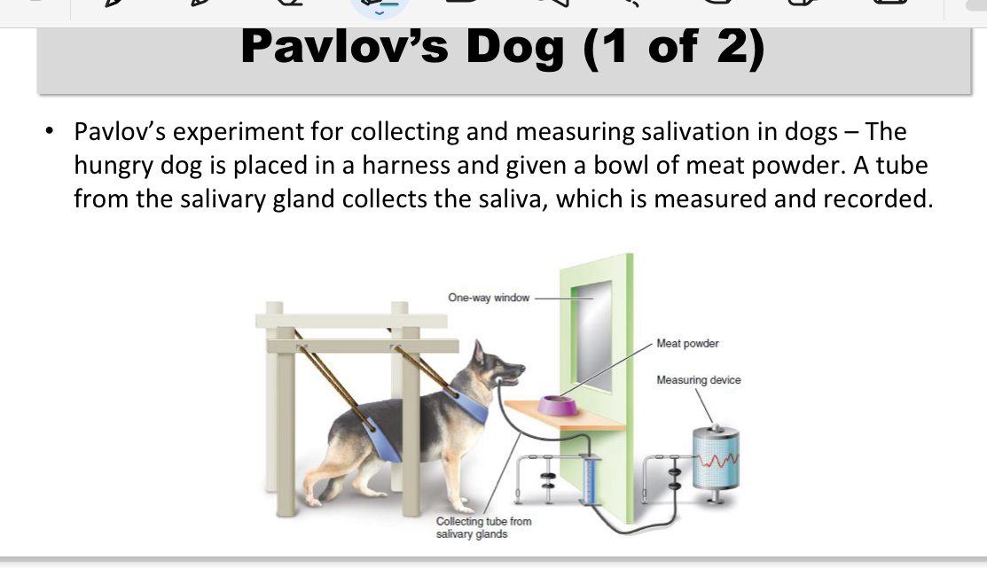 <p>Pavlov’s experiment for collecting and measuring salivation in dogs – The hungry dog is placed in a harness and given a bowl of meat powder. A tube from the salivary gland collects the saliva, which is measured and recorded.</p>