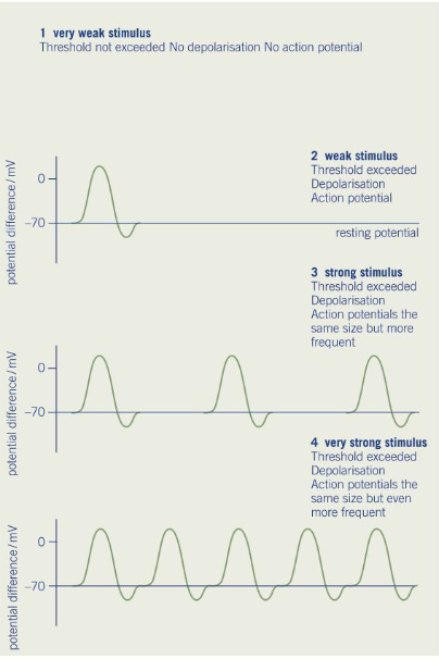<ul><li><p>An impulse is only generated if the initial stimulus is sufficient to reach the <strong>threshold </strong>(-55mV) at which the voltage-gated sodium ion channels will open</p></li><li><p><strong>If the threshold is reached, the magnitude of the action potential will always be the same</strong> (+40mV), and will not be proportionate to the magnitude of the stimulus</p></li><li><p>However, stronger stimuli increase the <strong>frequency</strong> of the action potential </p></li></ul><p></p>