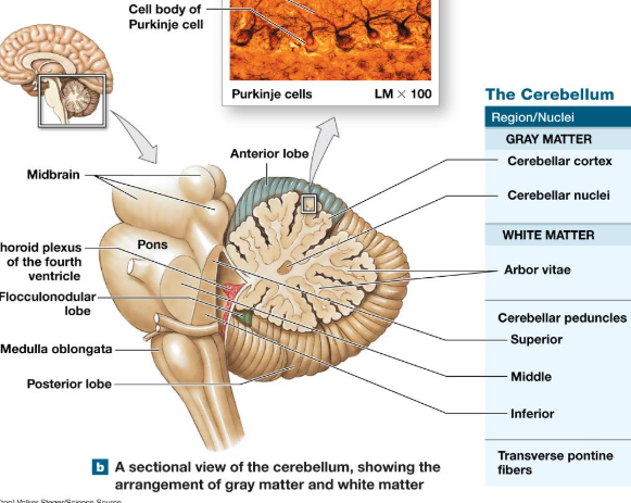 <ul><li><p>10% of brain volume, 50% of total brain neurons found here </p></li><li><p>posterior to brainstem, inferior to cerebrum </p></li><li><p>Rich in <strong>Purkinje Cells </strong><em>(branched, dense, highly connected)</em></p><ul><li><p>found in cerebellar cortex</p></li><li><p>axons are myelinated </p></li></ul></li></ul><p></p>