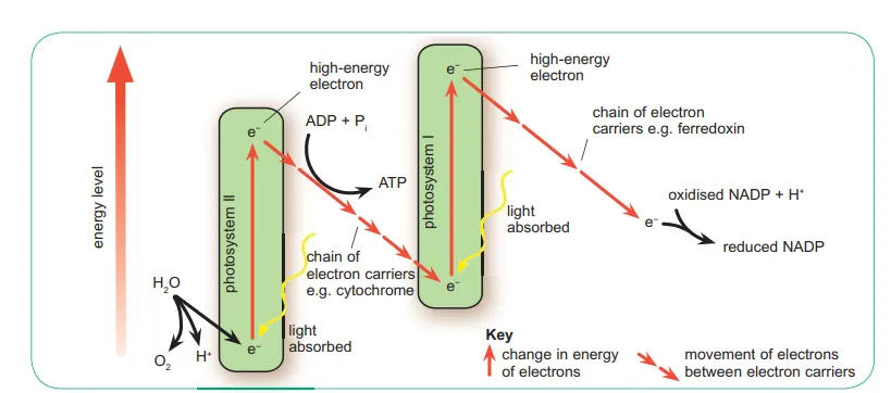 knowt flashcard image