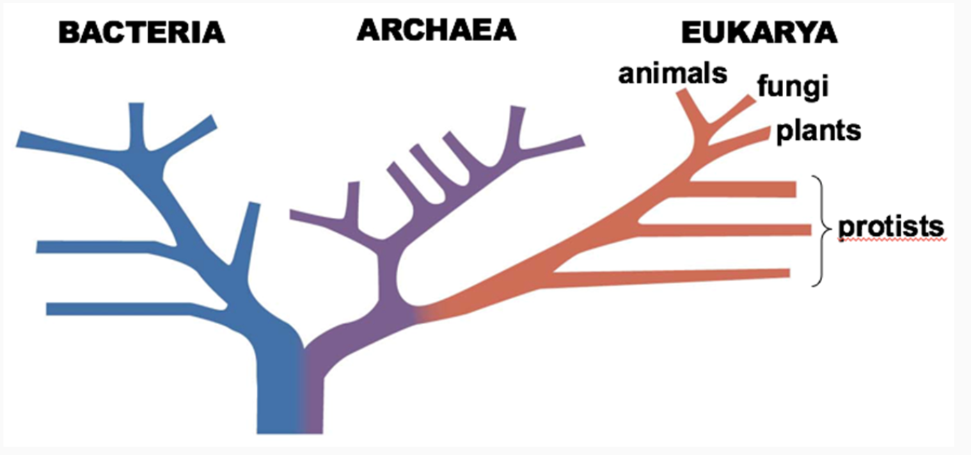 <p>Who are fungi more closely related to in the Tree of Life?</p><p>A. Animals</p><p>B. Plants</p>