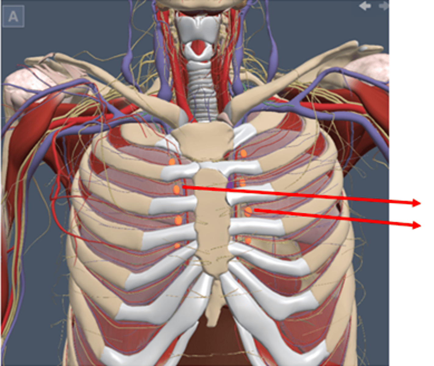 <p>Throracic lymph nodes</p>