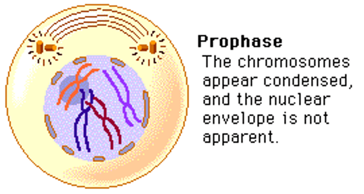 <p>1) condensation of chromatin</p><p>2) chromosomes visible as two sister chromatids joined by a centromere</p><p>3) spindle formation / microtubules assemble</p><p>4) centrioles move to opposite poles</p><p>5) disappearance of nucleolus</p><p>6) breakdown of nuclear envelope</p>