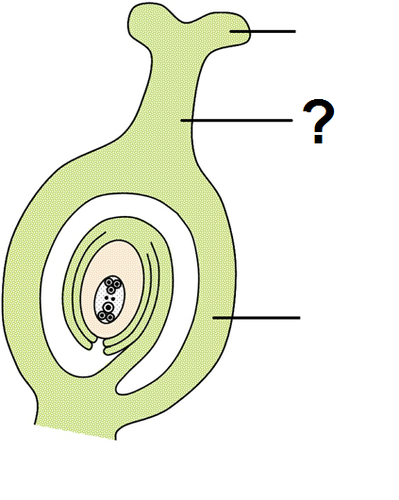 Connects the stigma to the ovary of a flower