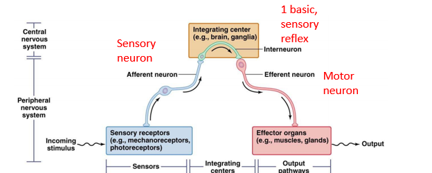 <p>sensory, motor</p>