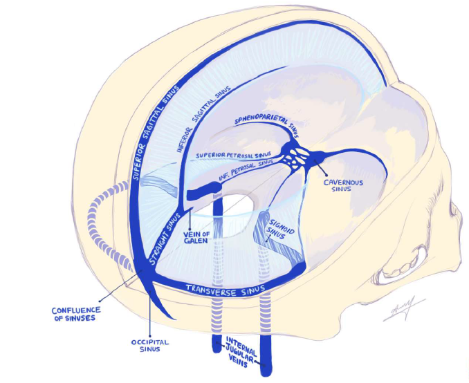 <p>superior sagittal (most) → inferior sagittal (on the bottom of the falx cerebri/ on top of the corpus collosum) → straight sinus → confluence and cavernous → left and right transverse → sigmoid → internal jugular venus </p><p>(just look at image tbh) </p>