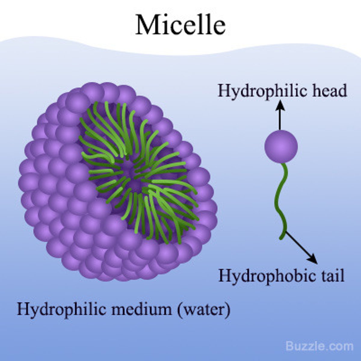 <p>True. When being transported into the Enterocyte (intestinal epithelium), the Free fatty acids, cholesterol, and bile salts are in Micelle form.</p>