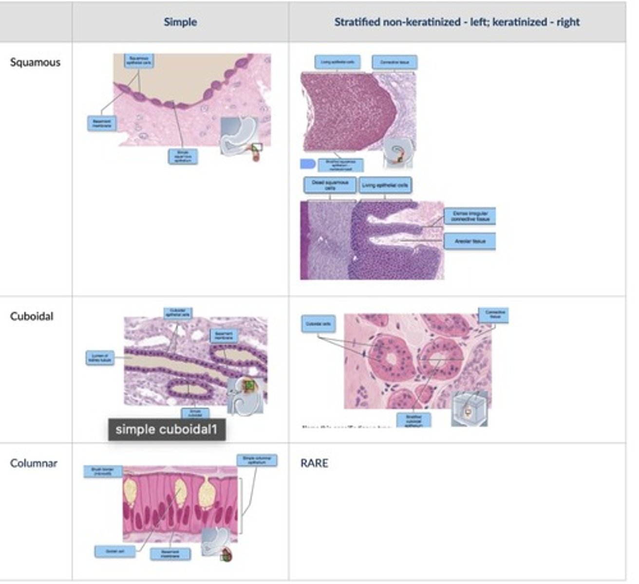 <p>Epithelial tissue can be classified according to cell shape and number of layers.</p>