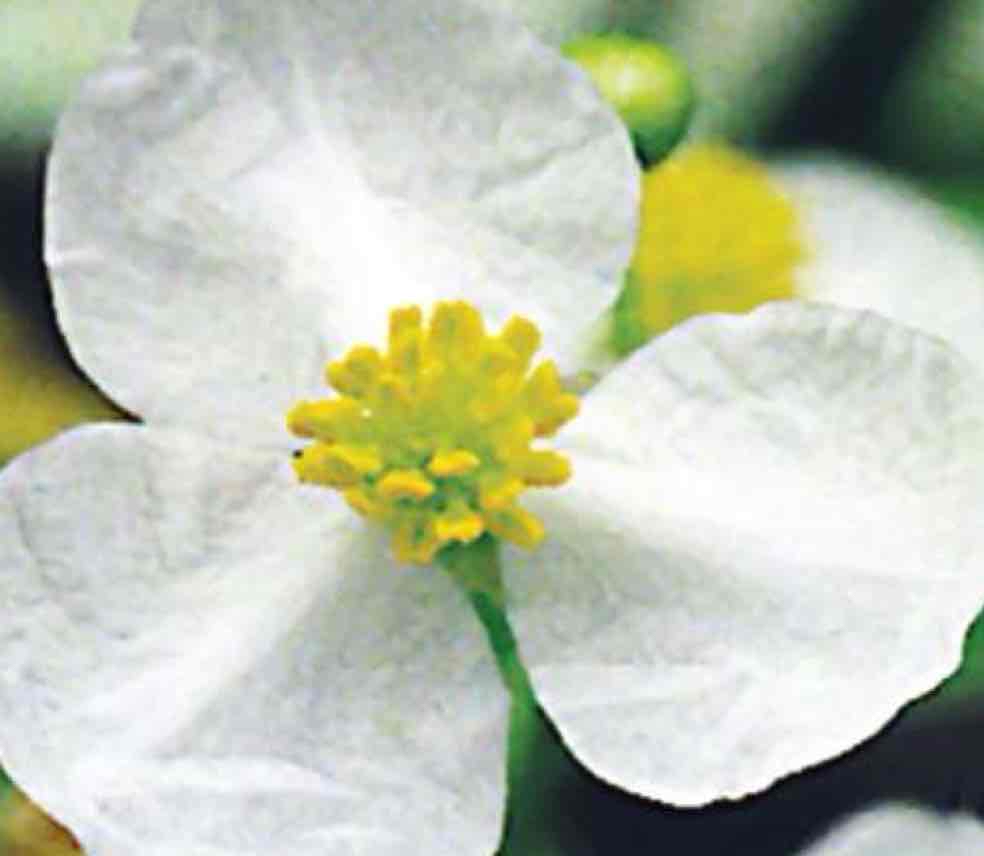 <p>Flowers lacking the carpel, the “female reproductive system,” but maintaining the stamen, the “male reproductive system.”</p>