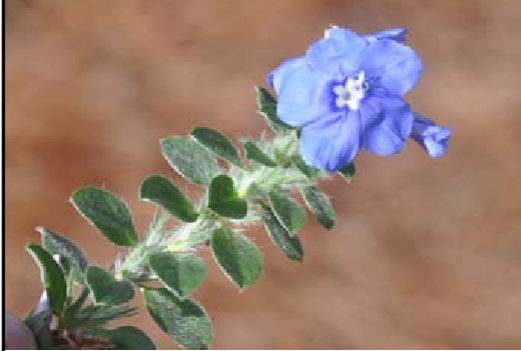 <p>blue daze</p>
